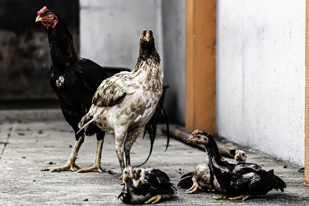 a group of chickens standing next to each other