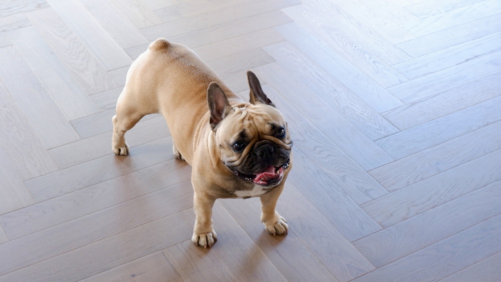 a small brown dog standing on top of a hard wood floor