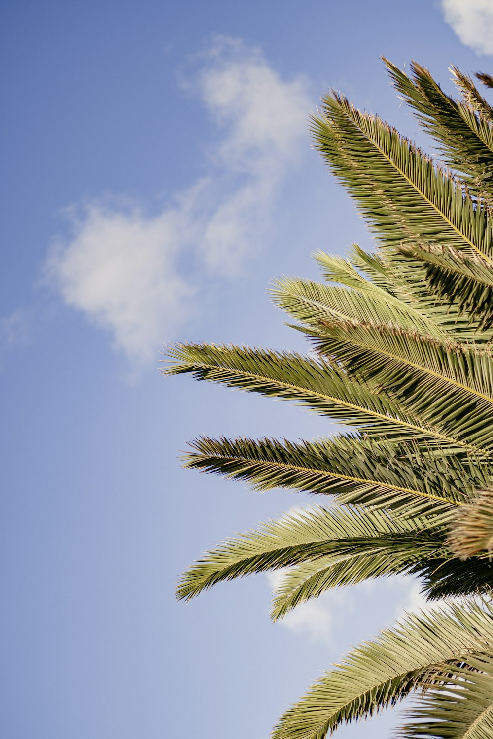 a palm tree with a blue sky in the background