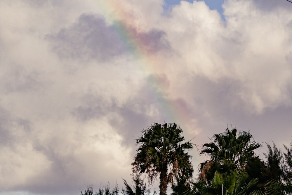 Ein Regenbogen am Himmel über Palmen