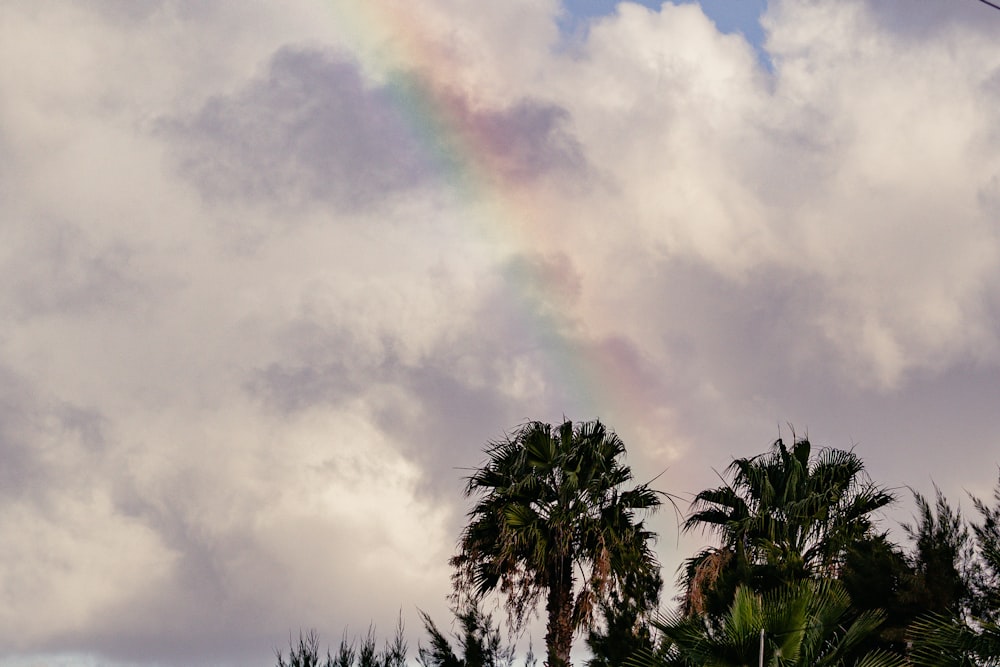 Un arco iris en el cielo sobre palmeras