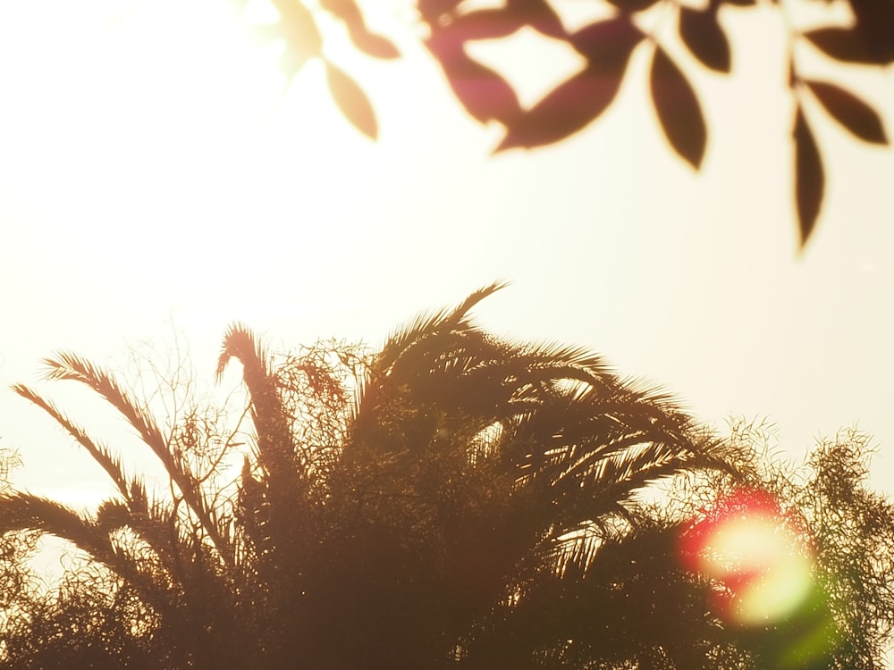 the sun shines through the leaves of a palm tree