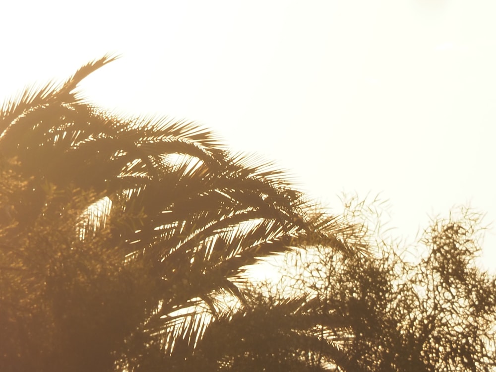 a palm tree is silhouetted against the sun