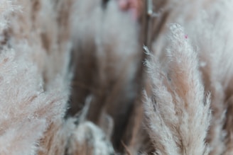 Close-up of soft beige pampas grass plumes gently swaying in natural light