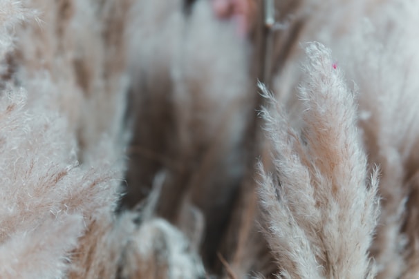 Close-up of soft beige pampas grass plumes gently swaying in natural light