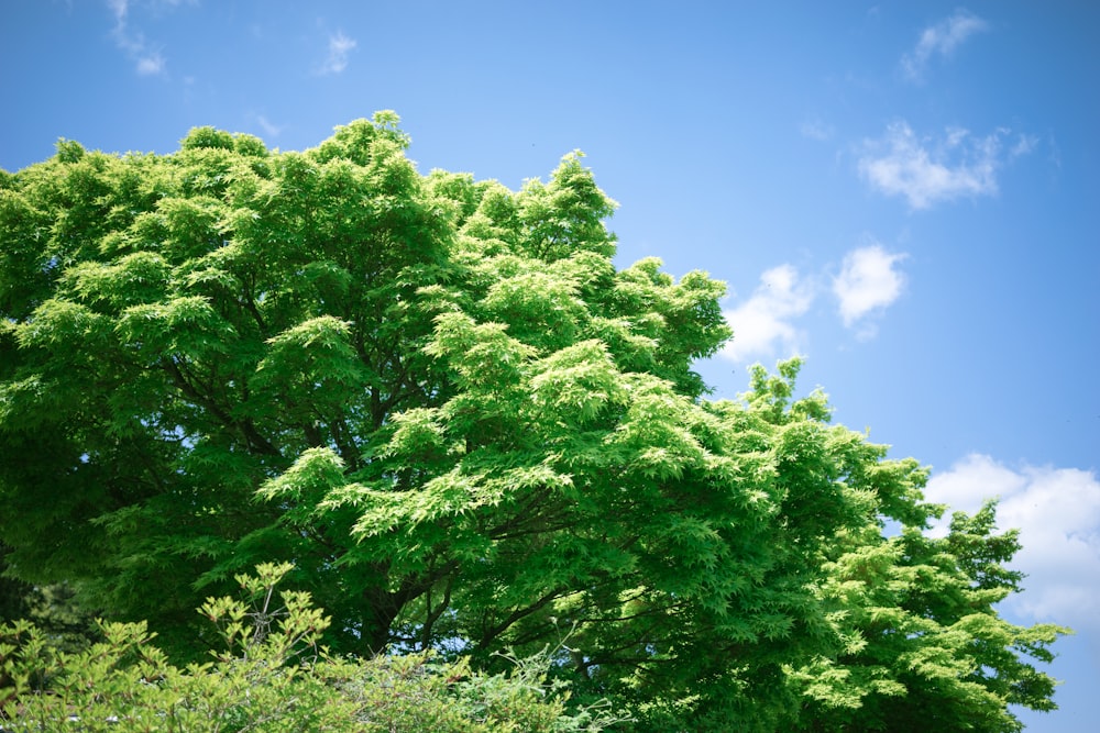 a large green tree sitting next to a lush green forest