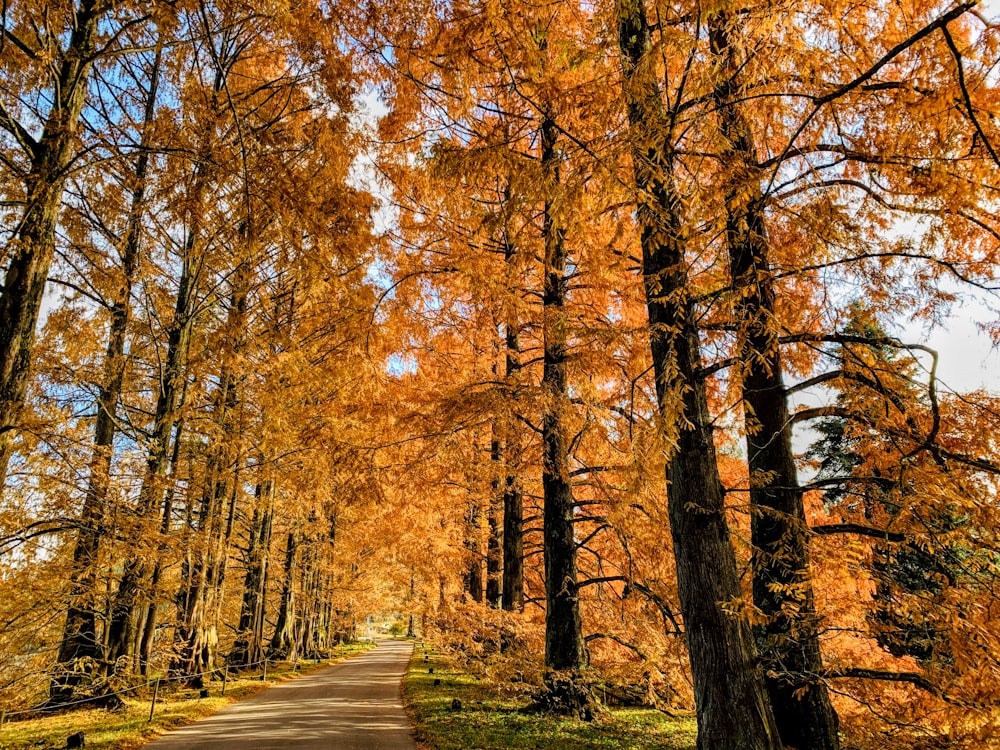 a dirt road surrounded by tall trees with orange leaves