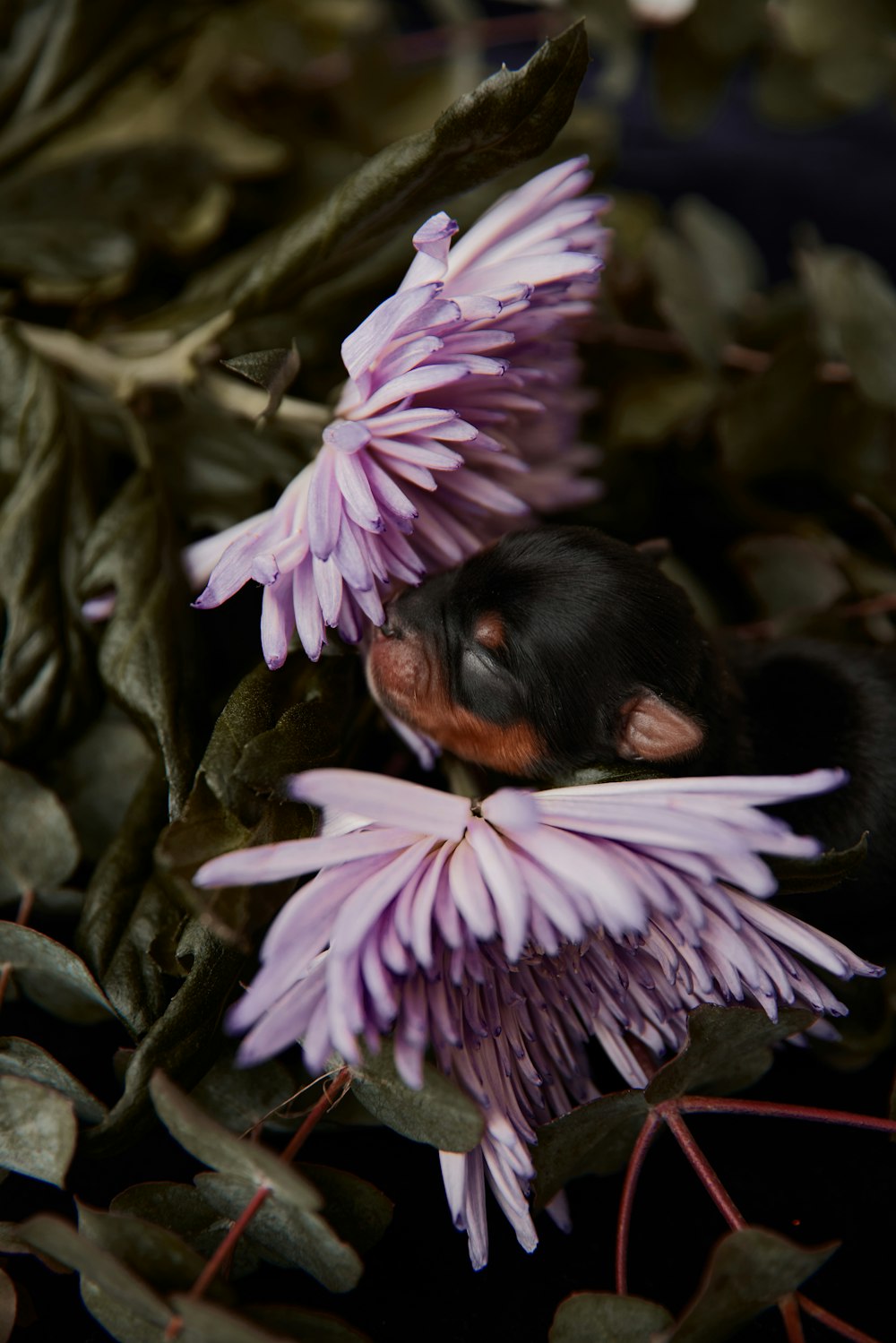 보라색 꽃 위에 누워있는 검은 색과 갈색 개