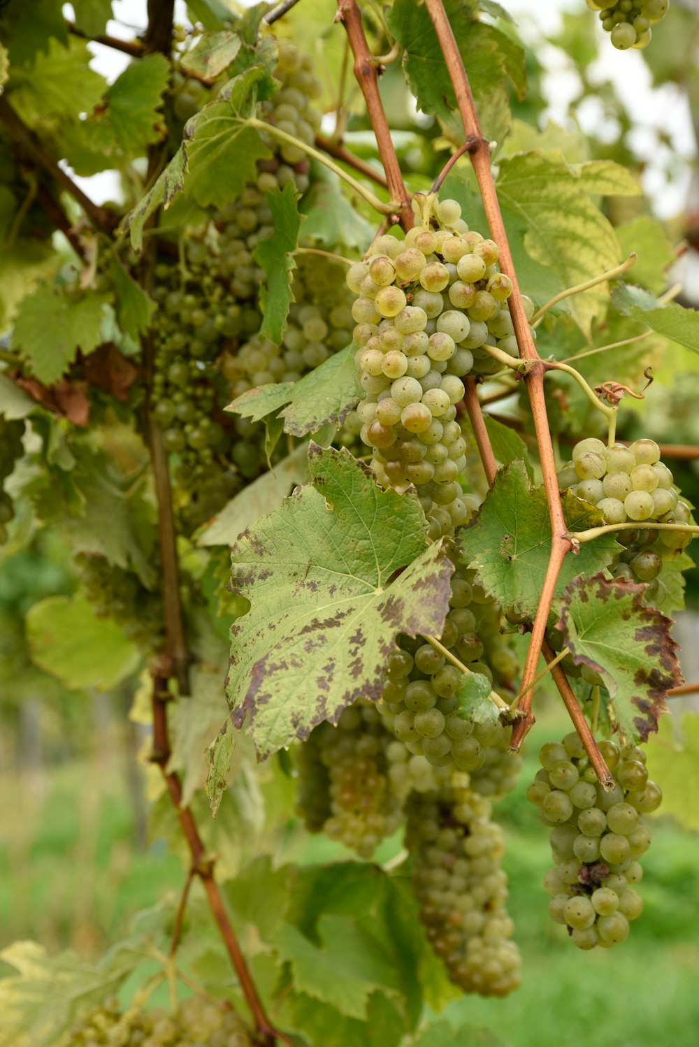 a bunch of grapes hanging from a vine