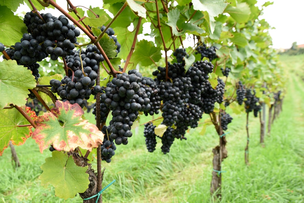 a bunch of grapes hanging from a vine in a vineyard