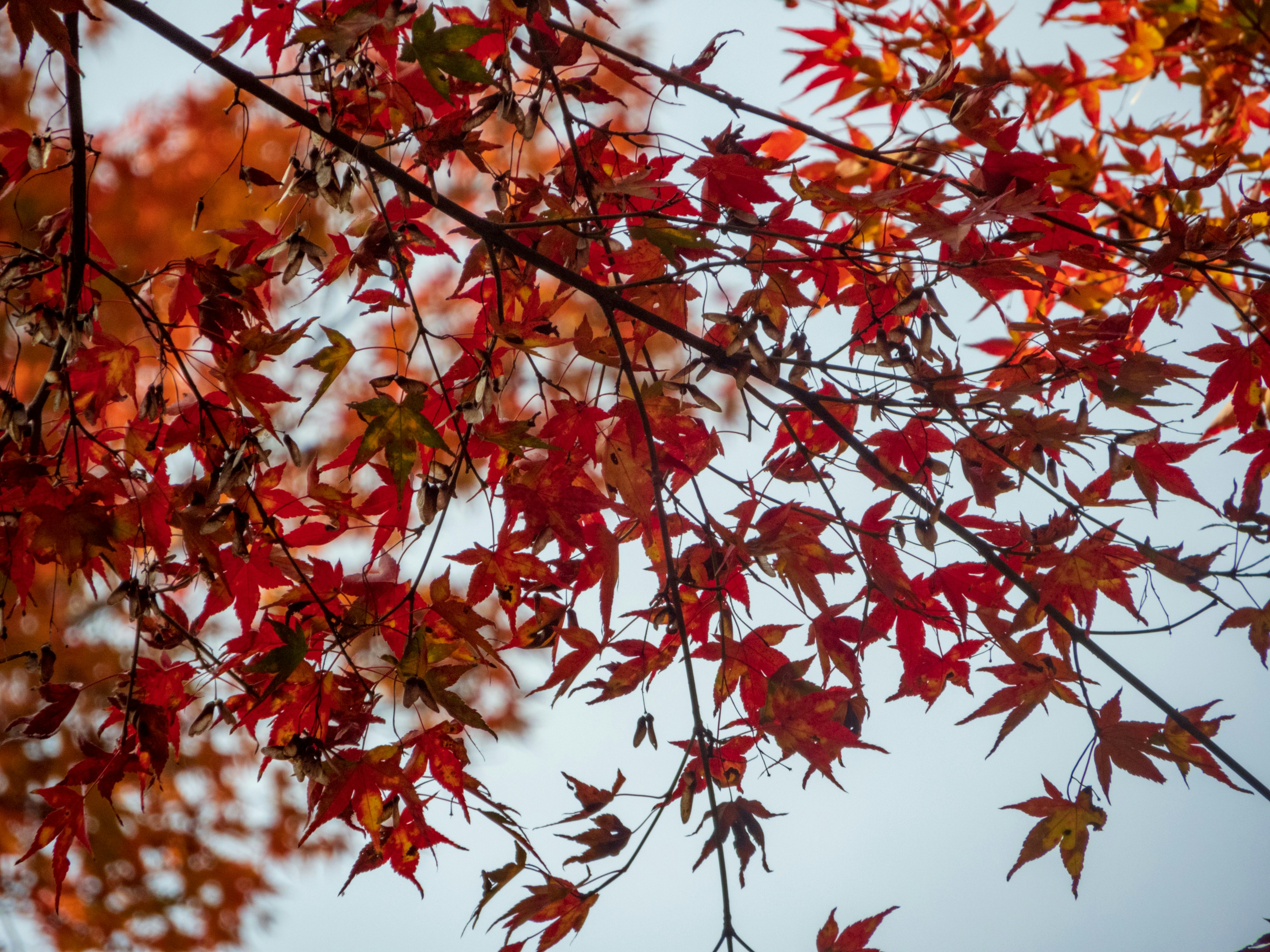 Photo by heppoko_yama