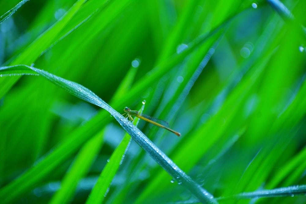 a small insect sitting on top of green grass