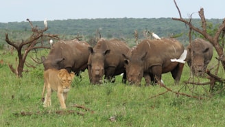 A group of four rhinos stand on a grassy plain, with several white birds perched on their backs and flying around them. In the foreground, a lioness walks past the rhinos. The background is filled with green vegetation and sparse trees, under a clear blue sky.