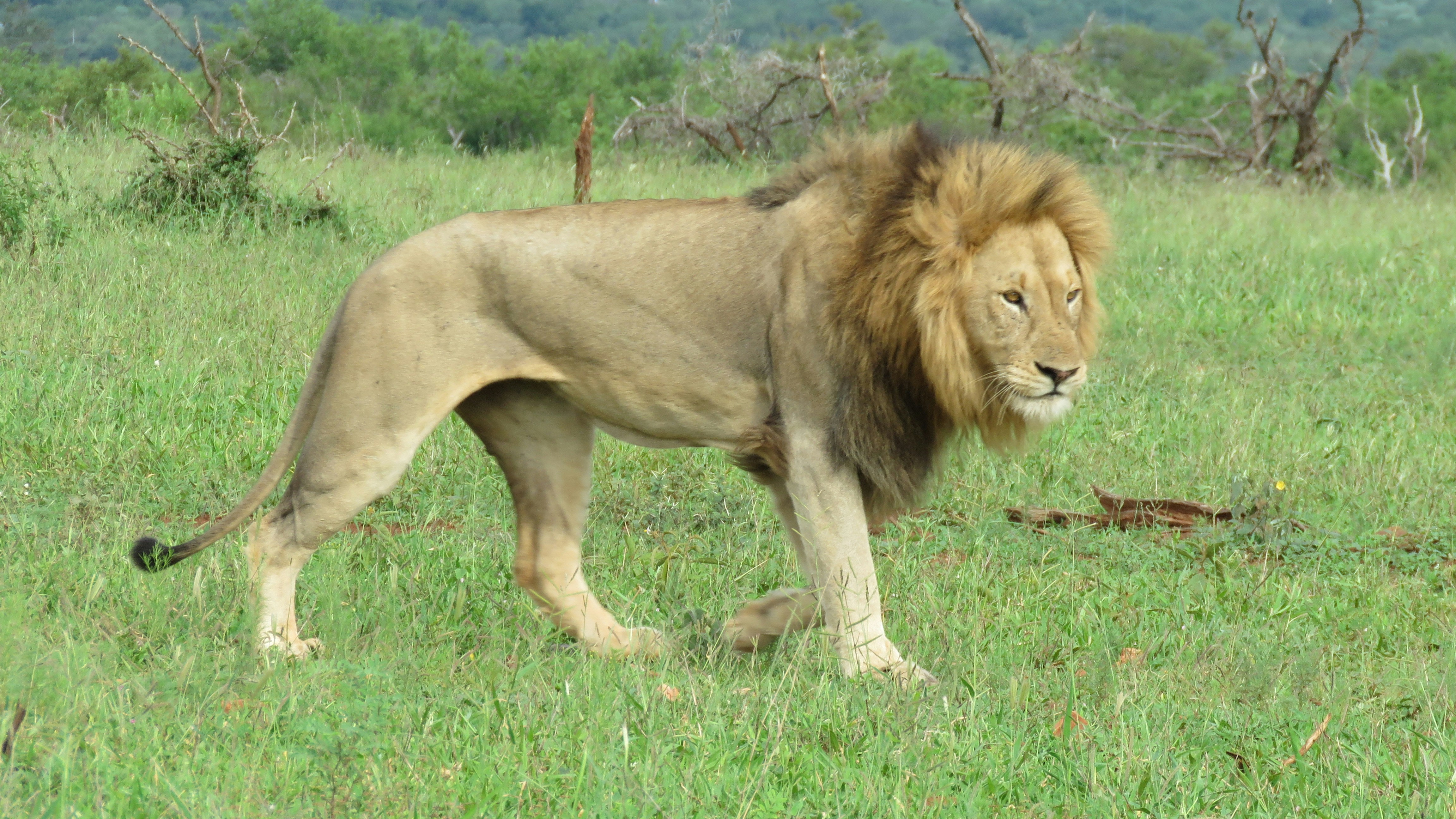 African Lion