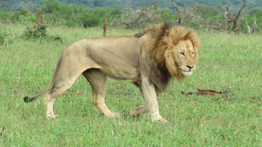 a lion walking across a lush green field