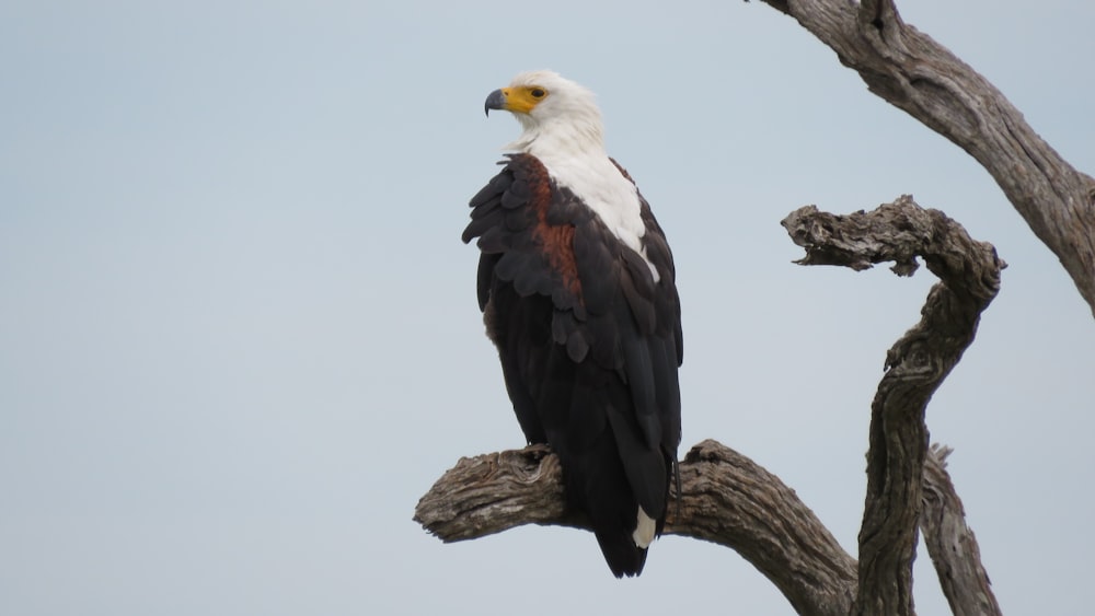 a large bird sitting on top of a tree branch