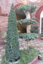A neatly trimmed topiary shaped into a cone stands beside a tree with layered, horizontally arranged branches and abundant green leaves. The plants are positioned against a backdrop of red brick arches and a patterned stone floor, with additional potted plants adding to the greenery.