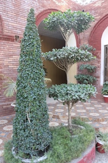A neatly trimmed topiary shaped into a cone stands beside a tree with layered, horizontally arranged branches and abundant green leaves. The plants are positioned against a backdrop of red brick arches and a patterned stone floor, with additional potted plants adding to the greenery.
