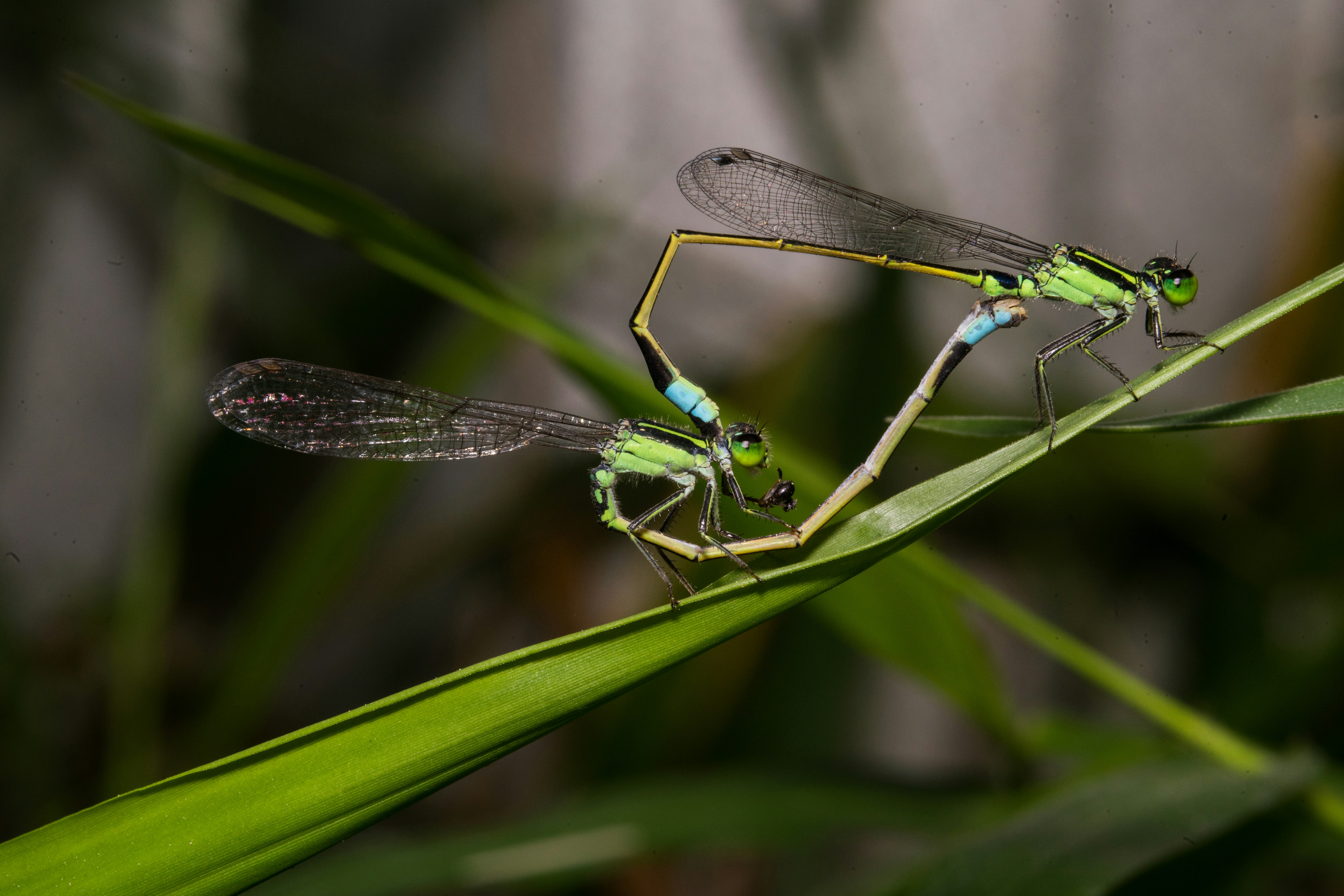 Photo by andremouton