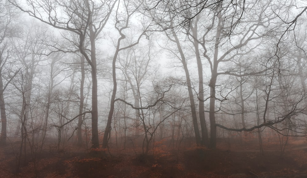 un albero in mezzo a un campo coperto di erba