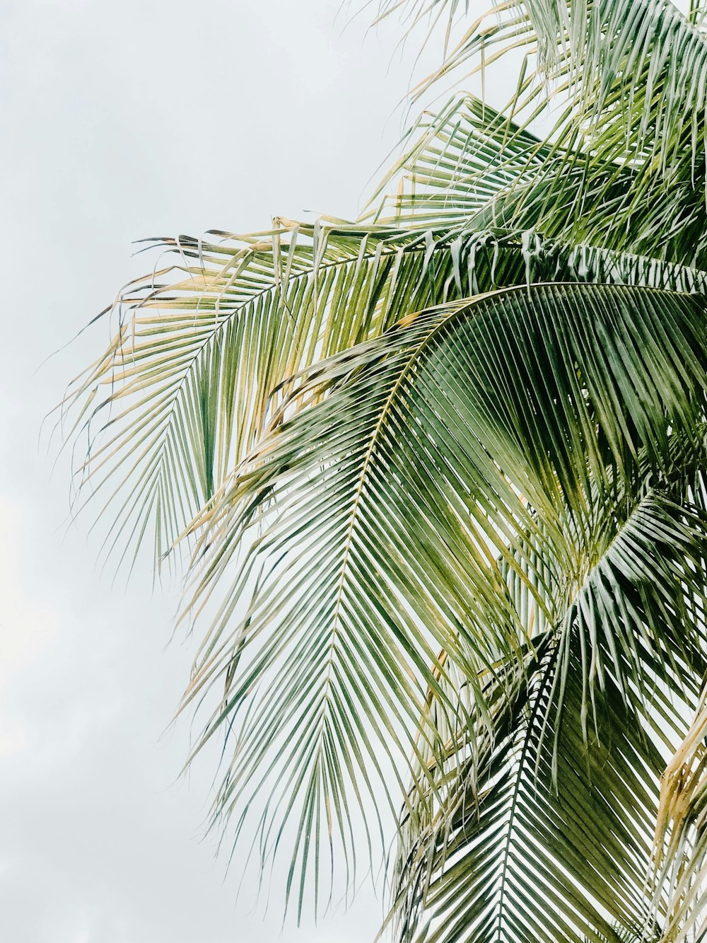 a close up of a palm tree with sky in the background