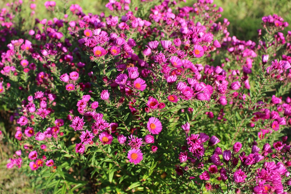 Un campo lleno de flores púrpuras en un día soleado