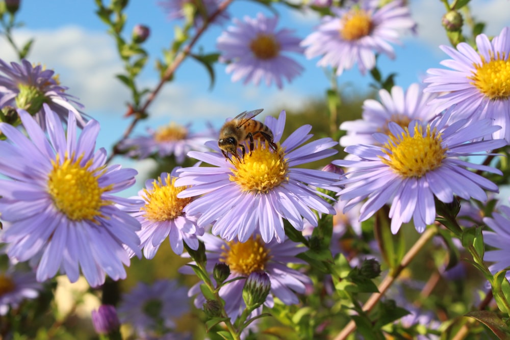 Una abeja está sentada sobre una flor púrpura