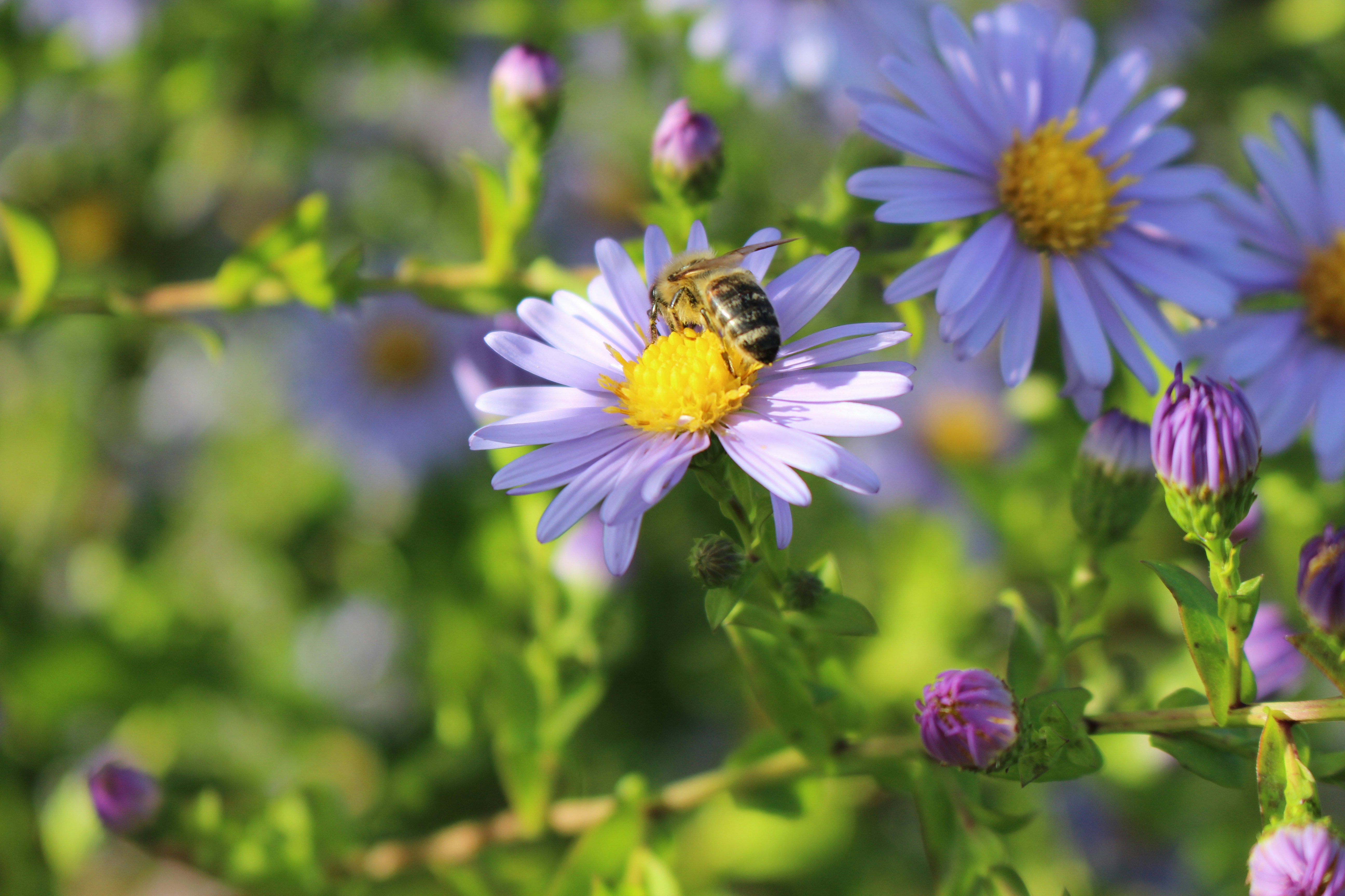 Photo by martinajasmin