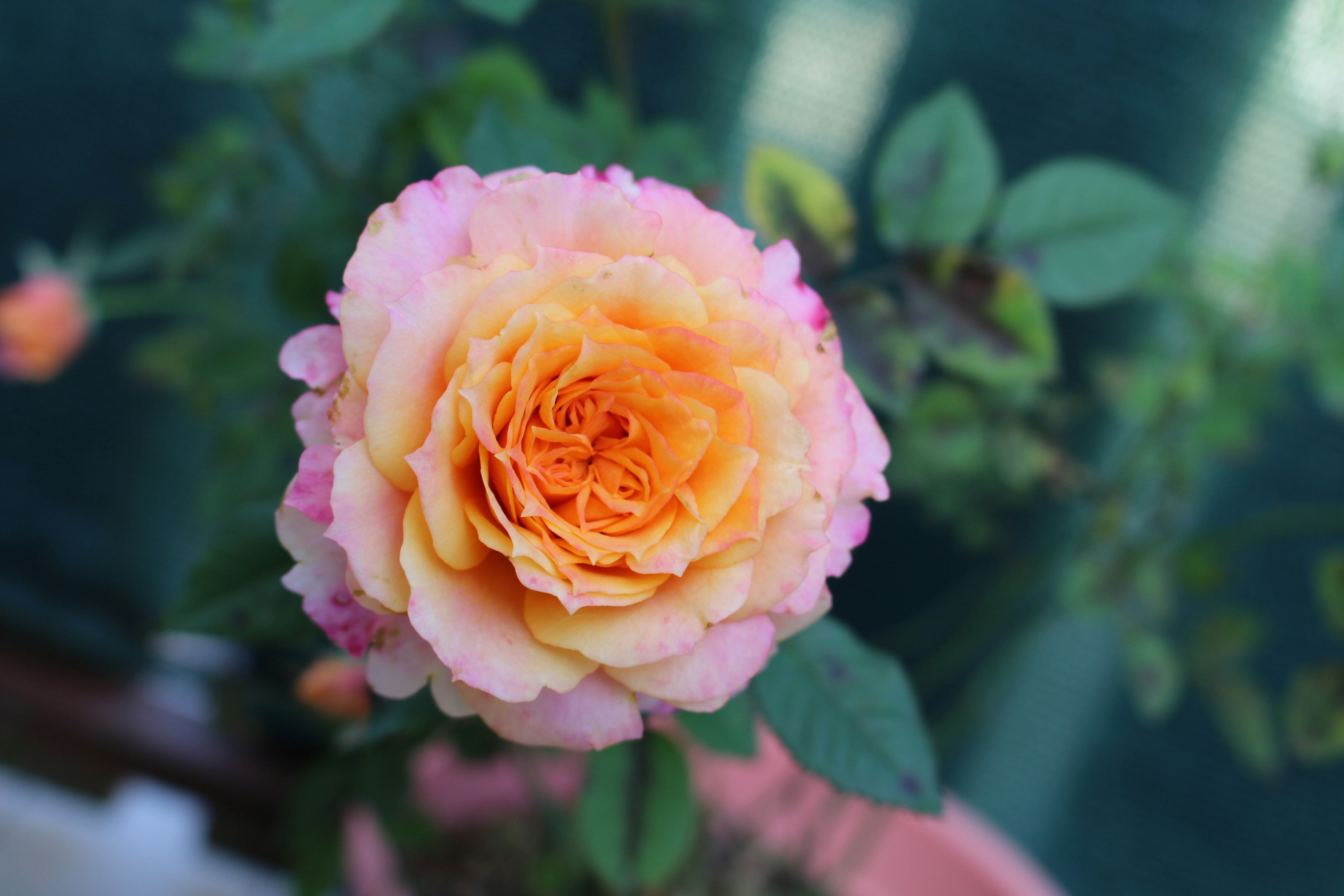 Photo by martinajasmin