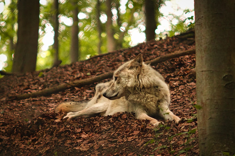 a wolf laying on the ground in the woods