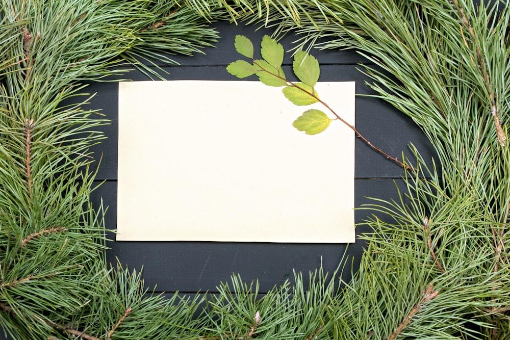 a piece of paper on top of a pine tree