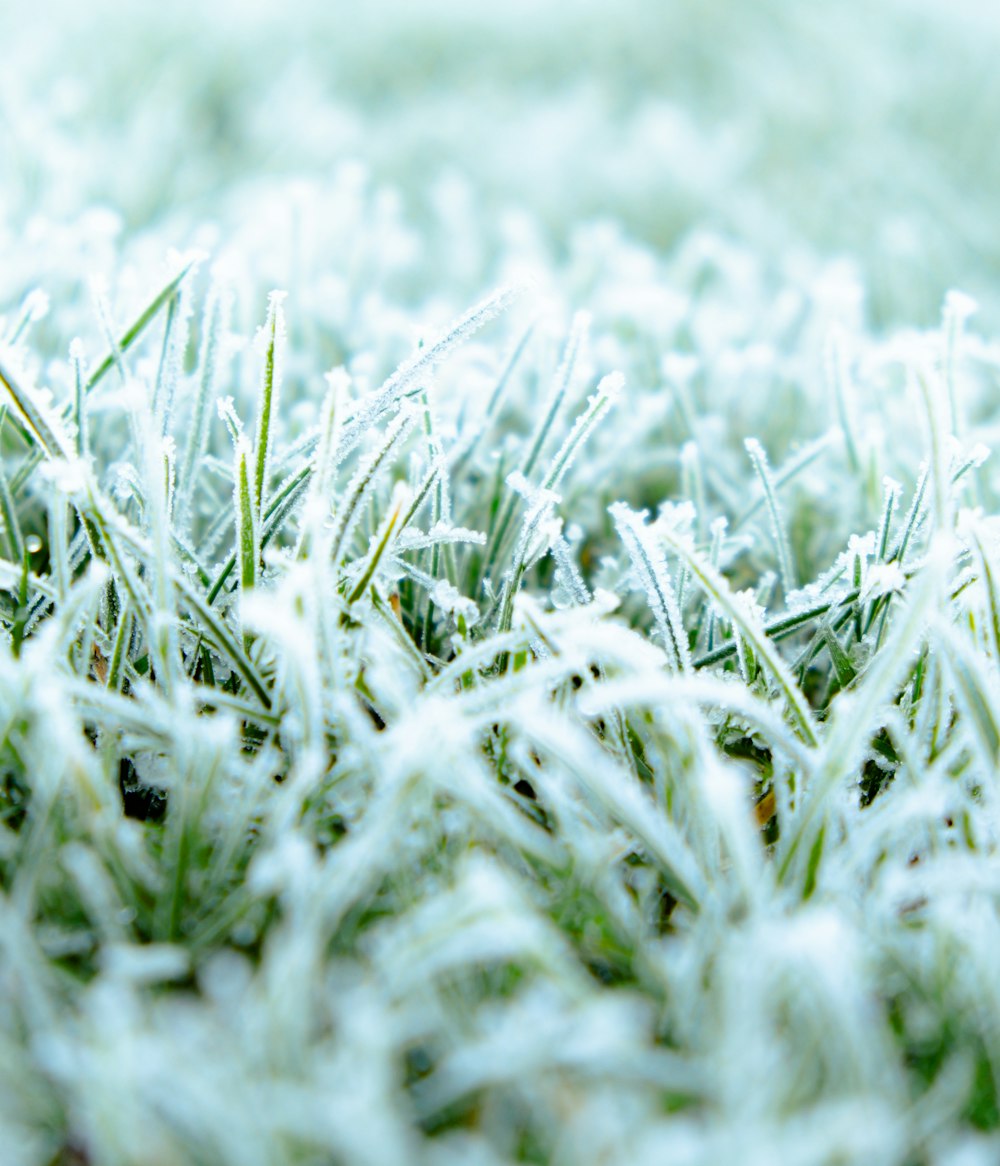 a close up of a grass covered in frost