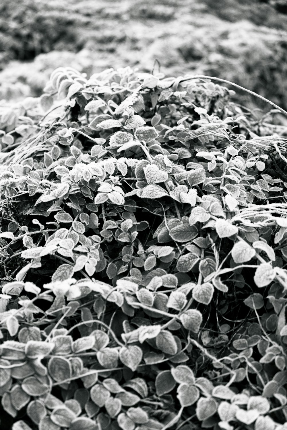 a black and white photo of a bunch of plants