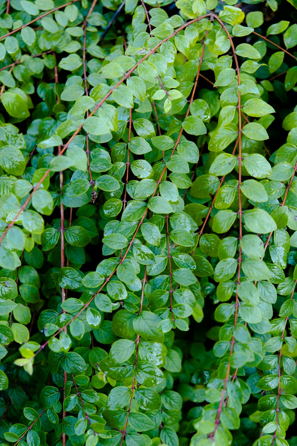 a bunch of green leaves hanging from a tree