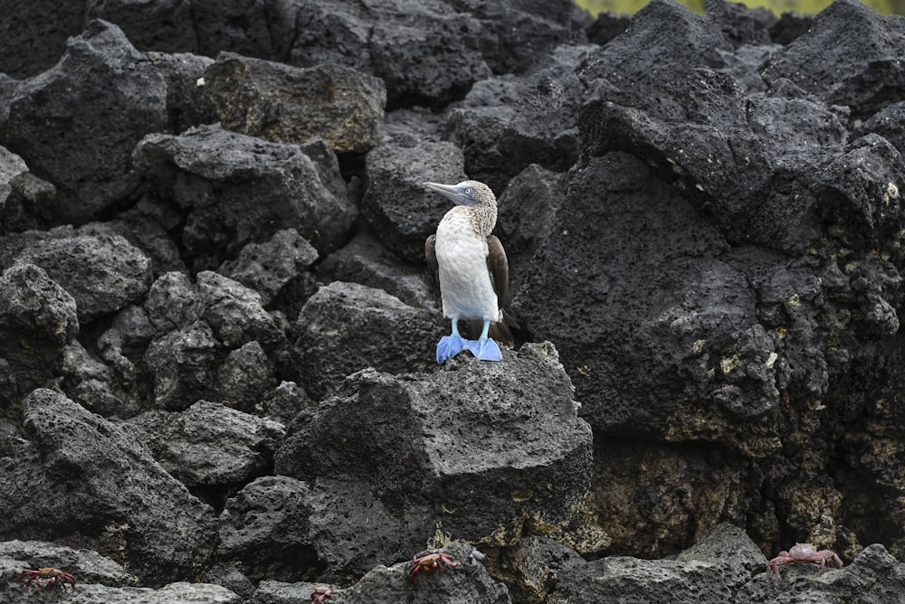 un oiseau assis au sommet d’un tas de rochers