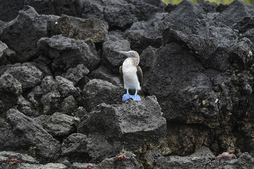 un uccello seduto sulla cima di un mucchio di rocce