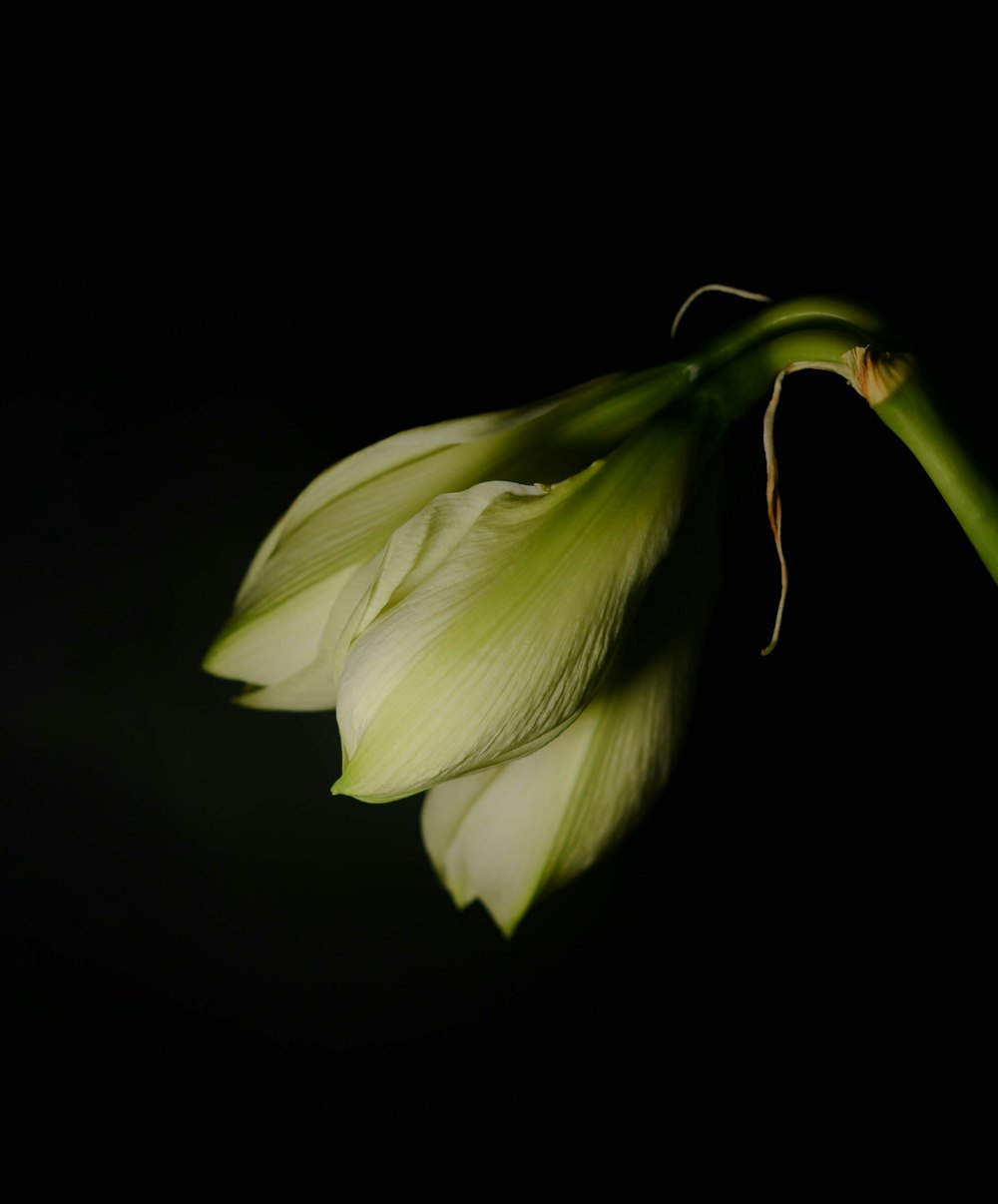 a close up of a flower on a black background