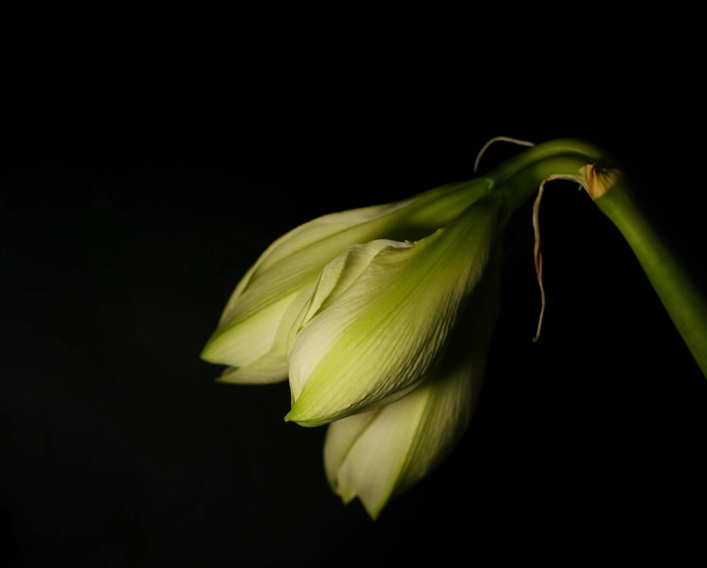 a close up of a flower on a black background