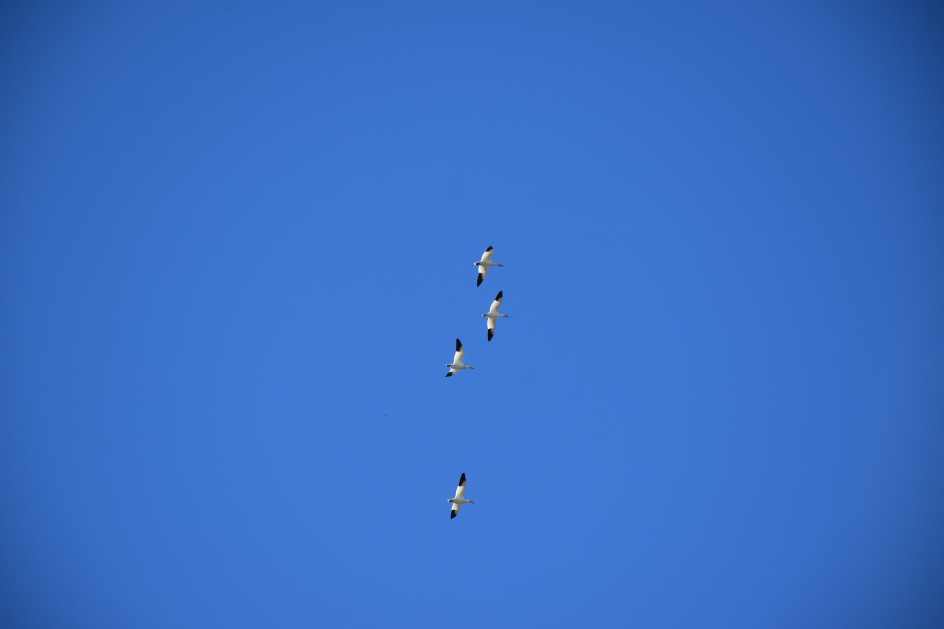 a group of birds flying through a blue sky