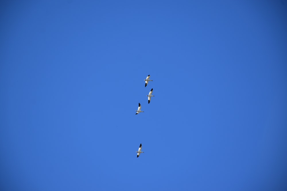 a group of birds flying through a blue sky
