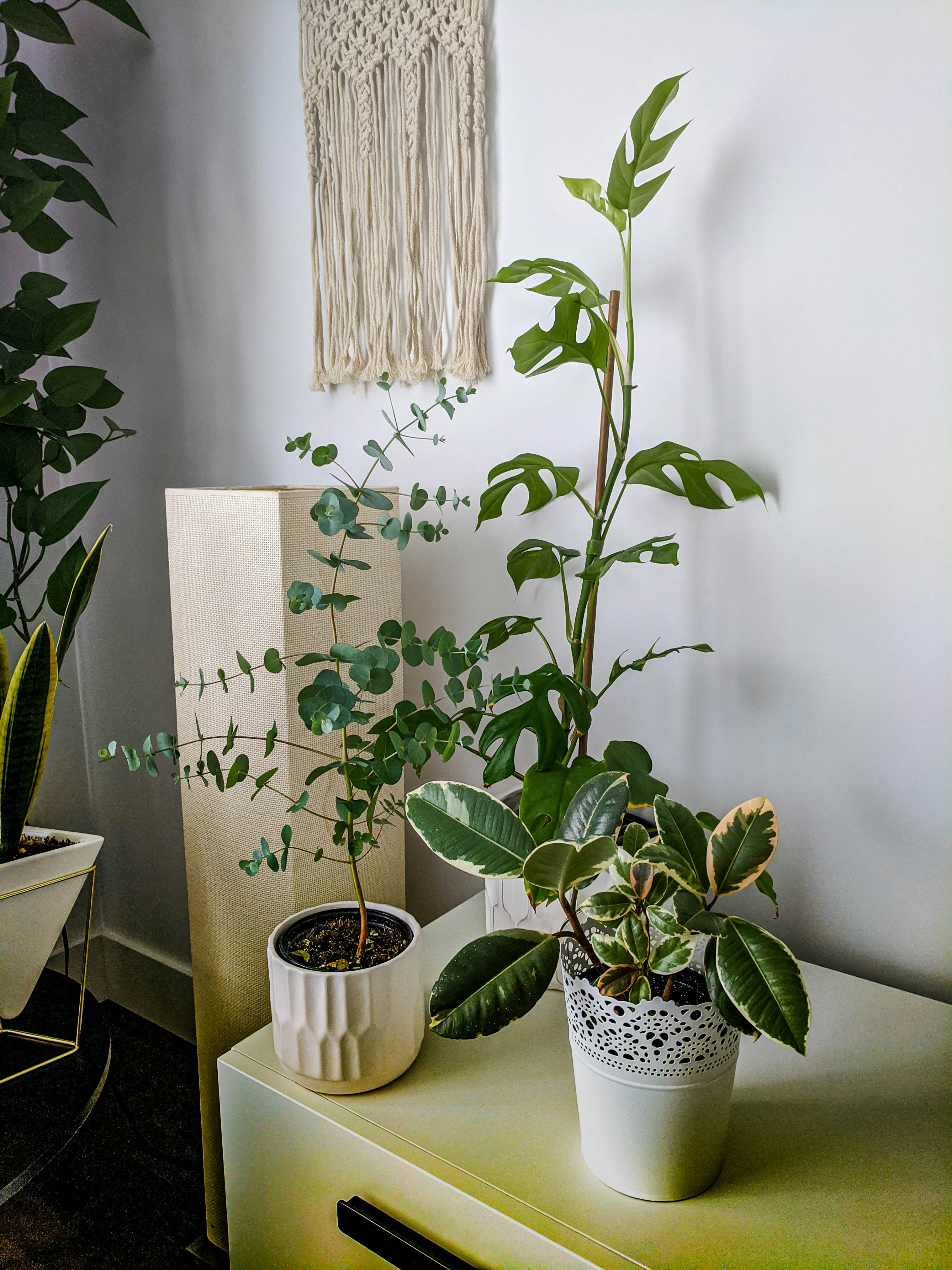 Kokedamas Artesanales