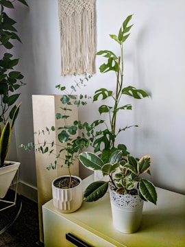 Several potted plants are arranged on a light-colored surface, with different types of green foliage. A macramé wall hanging decorates the white wall above, adding a textured element to the minimalist setting.