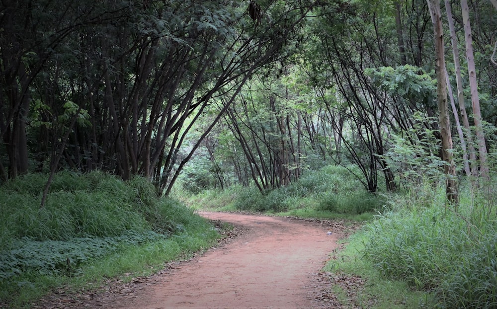 a dirt road in the middle of a forest