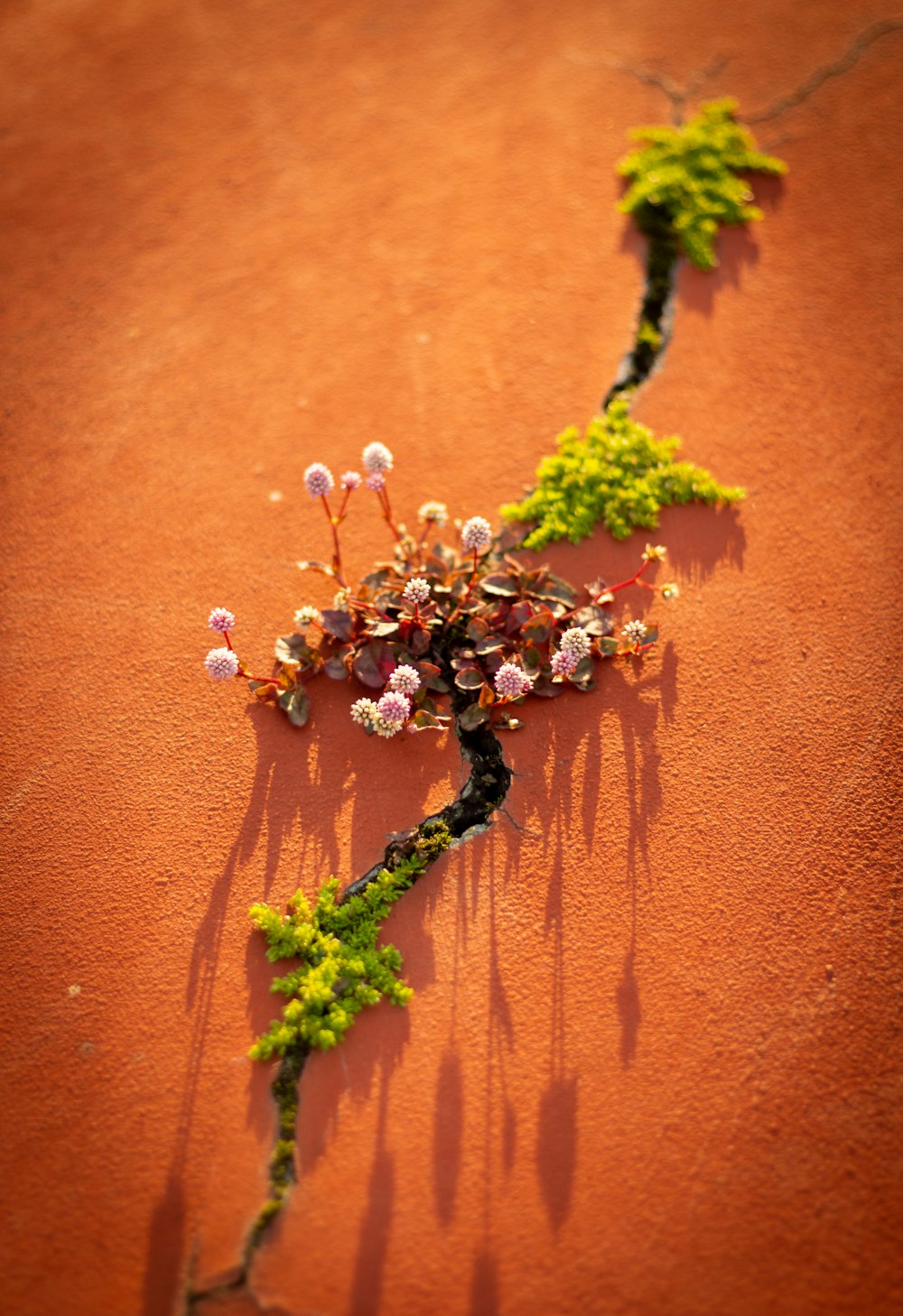 a plant growing out of the side of a wall