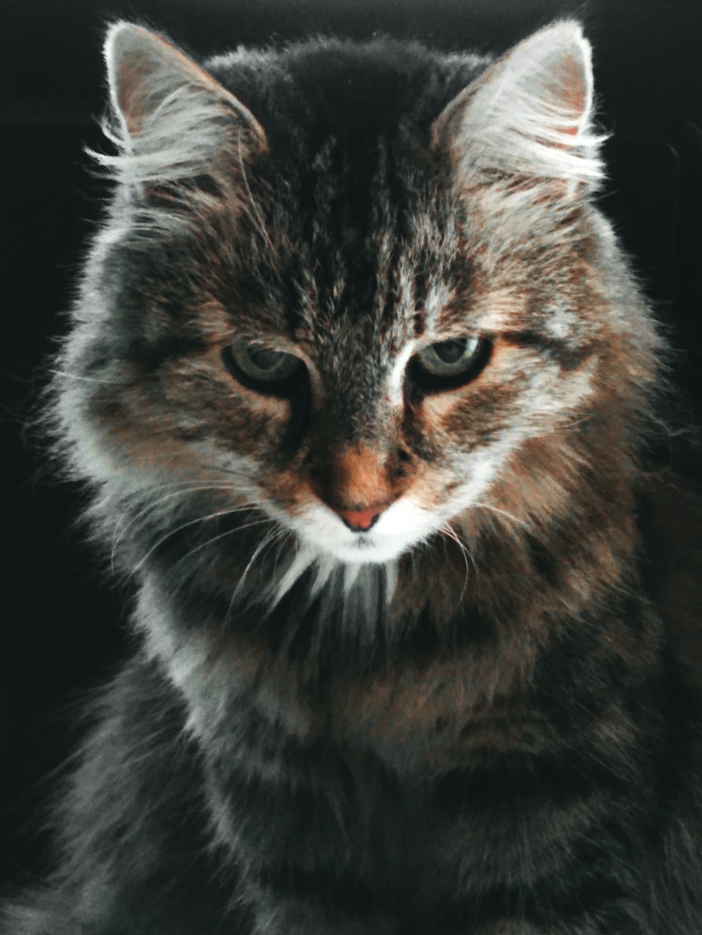 a close up of a cat with a black background