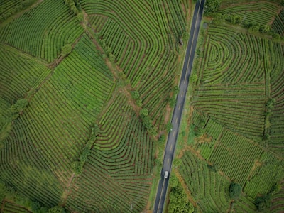 Aerial view of a lush, green landscape featuring neatly arranged agricultural fields with parallel lines indicating rows of crops. A single paved road cuts through the middle of the fields, with a small white car traveling along it. The fields are bordered by small patches of trees, adding texture and variety to the scene.