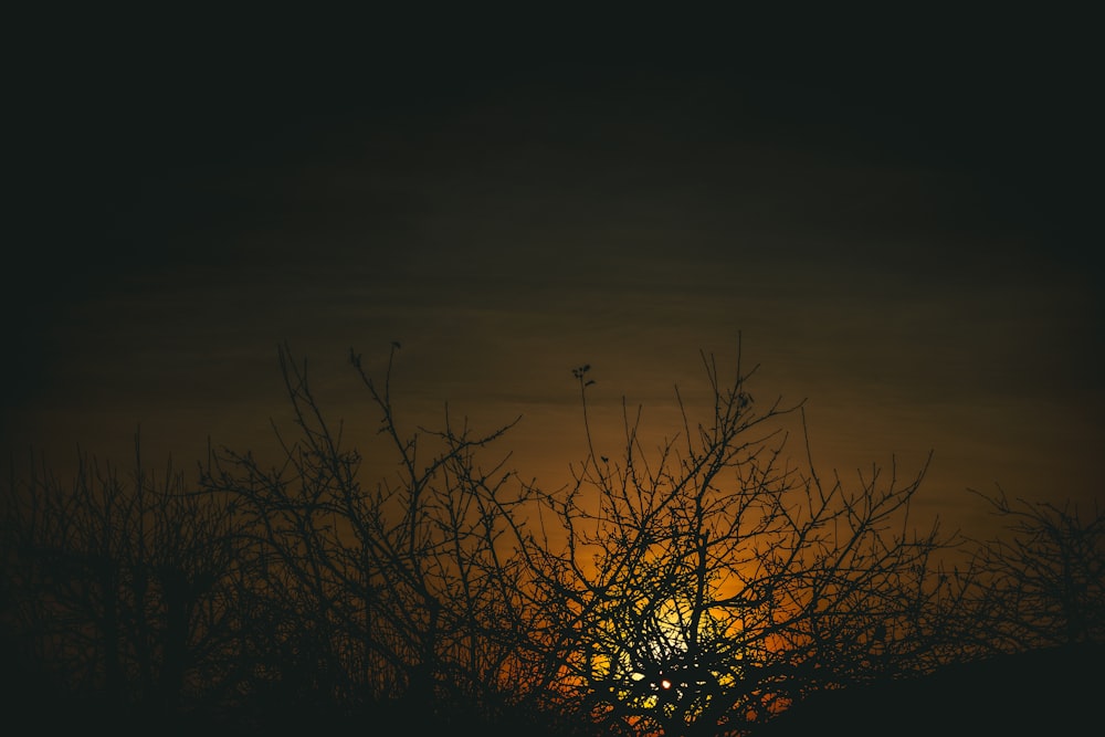 the sun is setting behind a tree with no leaves