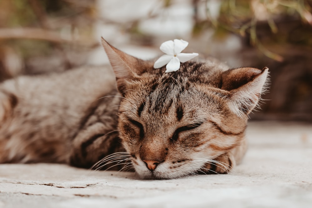 a cat sleeping on the ground with a flower on its head