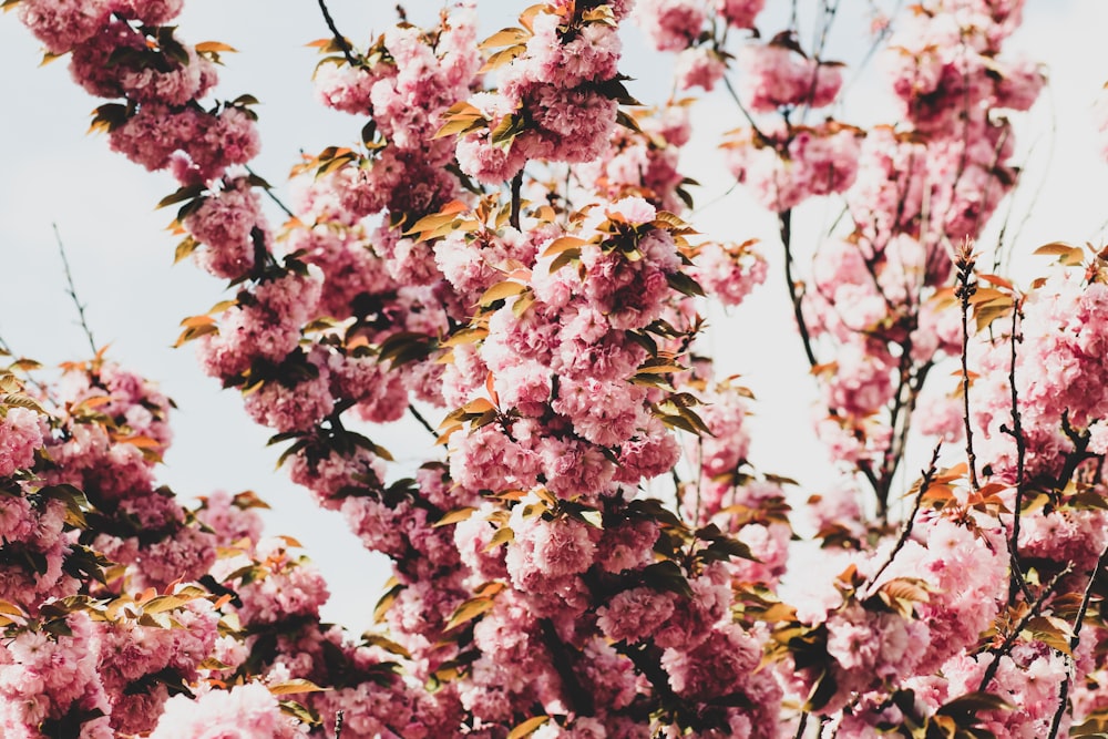 a bunch of pink flowers on a tree