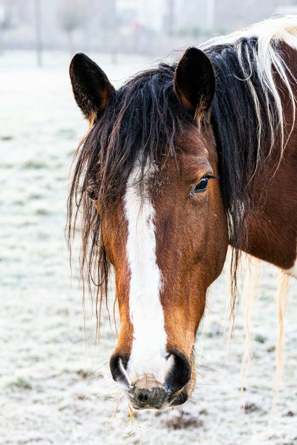 a brown and white horse standing on top of a snow covered field